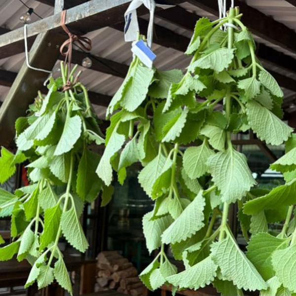 植萃工藝手作體驗 - 從0到1的純露製作秘密大公開!!